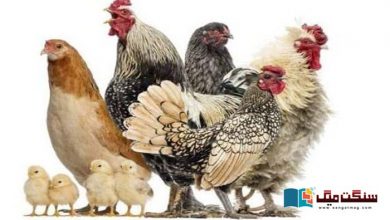 Photo of ملیر کا ’کنگ شامو‘ مرغی کا انڈا دس ہزار روپے تک کیوں بیچ رہا ہے؟