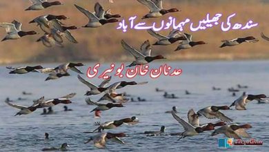 Photo of سندھ کی جھیلیں مہمانوں سے آباد