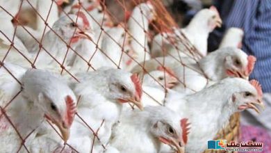 Photo of مرغی کے گوشت کی قیمت میں مسلسل اضافہ کیوں ہو رہا ہے اور ریٹ کا تعین کن بنیادوں پر ہوتا ہے؟