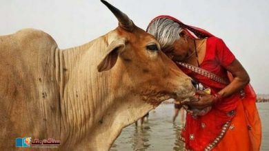 Photo of ”اگر دنیا میں گائے ذبح کرنا بند کر دیا جائے تو۔۔۔“ بھارتی عدالت کا گائے ذبح کرنے کے خلاف مقدمے میں مضحکہ خیز فیصلہ