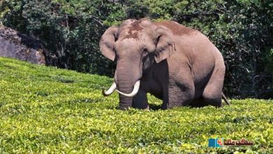 Photo of ایک انسان دوست جنگلی ہاتھی کی کہانی، جس کی شہرت اس کے لیے عذاب بن گئی!