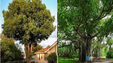 Photo of برگد اور جامن کے درخت فضائی آلودگی کم کرنے میں مددگار: تحقیق