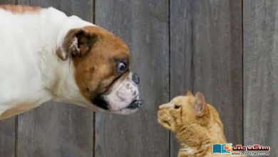Photo of کتے اور بلی میں پرانی چپقلش کی وجہ: ’خاندانی دشمنی!‘ امریکی سائنسدانوں کی تحقیق