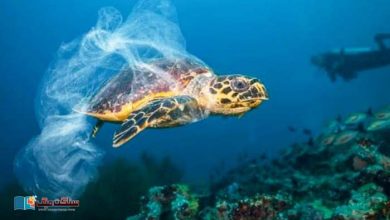Photo of سمندروں میں پلاسٹک کی آلودگی بلند ترین سطح پر پہنچ گئی، 2040 تک تین گنا اضافے کا امکان