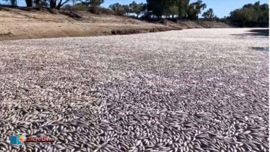 Photo of آسٹریلیا کے دریائے ڈارلنگ باکا میں لاکھوں مچھلیوں کی موت کی وجہ کیا ہے؟