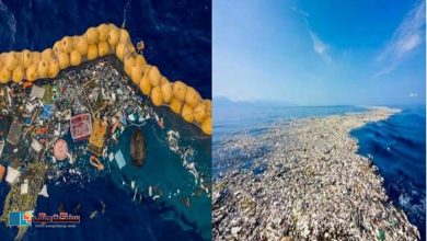 Photo of سمندری حیات کی پلاسٹک کے کچرے پر افزائش کا انکشاف!