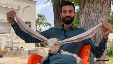 Photo of کیا لمبے کانوں والی بکری ’سمبی پاکستانی‘ عالمی ریکارڈ قائم کر سکتی ہے؟