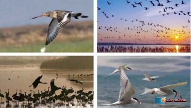Photo of اس سال سندھ میں ریکارڈ بارہ لاکھ مہمان پرندے آئے: سروے