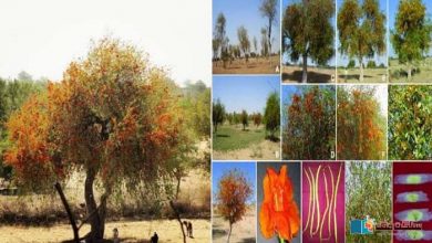 Photo of ’روہیڑا‘ صحرائے تھر اور کوہستان کا ماحول دوست درخت