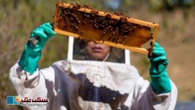 Photo of ایڈریانا ویلز، ایک خاتون شہد کی مکھیوں کو بچانے کا مشن پر