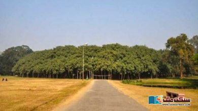 Photo of بھارت: دنیا کا سب سے بڑا درخت، جو اپنے آپ میں ایک جنگل ہے!