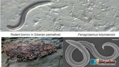 Photo of 46 ہزار برس بعد سائبیریا کی برف میں منجمد کیڑا ’دوبارہ زندہ‘ ، سائنسدان حیران