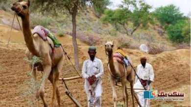 Photo of مہنگے بیج اور سستی فصل۔۔ کیا تھر کے کسان بارشوں سے فائدہ اٹھا پائیں گے؟