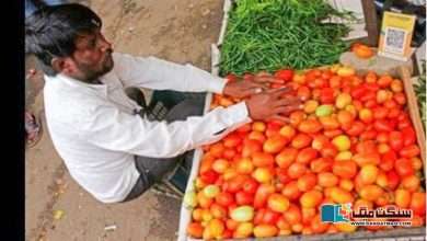 Photo of بھارتی کسان نے 12 ایکڑ پر ٹماٹر کی کاشت سے کروڑوں روپے کیسے کمائے