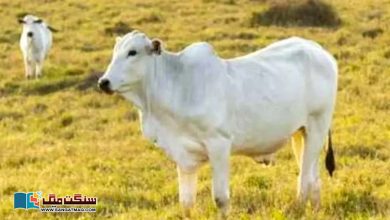 Photo of ایک ارب سے زائد قیمت والی دنیا کی مہنگی ترین گائے میں ایسا کیا خاص ہے؟