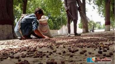 Photo of رحیم یار خان: نیم کے بیکار پھل سے تیل نکالنے والے پاکستانی نوجوان