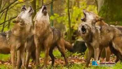 Photo of معدومیت کے خطرے کا شکار بھیڑیے یورپ کے لیے خطرہ کیسے بنے؟