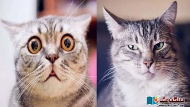 Photo of بلیوں کے چہرے کا تاثرات کے بارے میں سائنسدانوں کی تحقیق ہمیں کیا بتاتی ہے