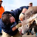 usa-deer-zombie-disease