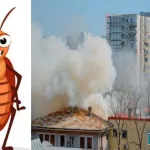 -Japanese-man-blew-up-the-house-in-an-attempt-to-kill-cockroaches