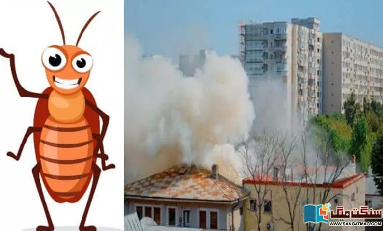 -Japanese-man-blew-up-the-house-in-an-attempt-to-kill-cockroaches