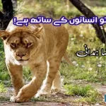 human-wildlife-forest-ecosystem