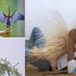 The-story-of-discovering-the-presence-of-two-rare-wildlife-in-Pakistan