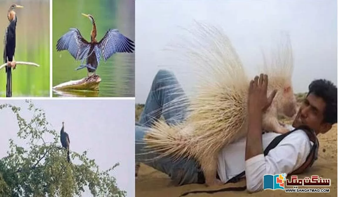 The-story-of-discovering-the-presence-of-two-rare-wildlife-in-Pakistan