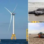 USA-Beach-windmills-responsible-for-whale-deaths-or-not-The-debate-intensifie
