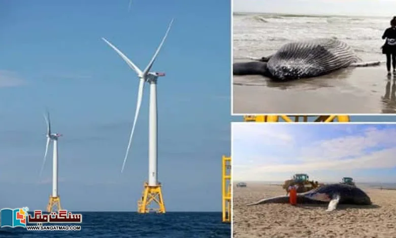 USA-Beach-windmills-responsible-for-whale-deaths-or-not-The-debate-intensifie