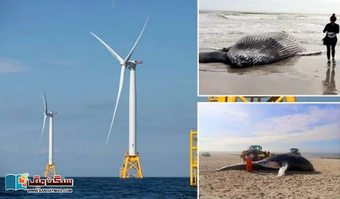 USA-Beach-windmills-responsible-for-whale-deaths-or-not-The-debate-intensifie