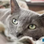 A-bequest-of-2.8-million-dollars-for-the-pets-of-a-Chinese-woman-who-was-angry-with-her-children-for-not-taking-care-of-them-during-her-illness