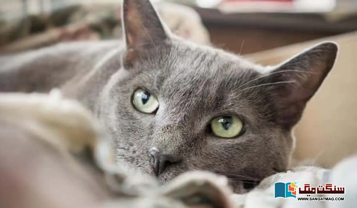 A-bequest-of-2.8-million-dollars-for-the-pets-of-a-Chinese-woman-who-was-angry-with-her-children-for-not-taking-care-of-them-during-her-illness