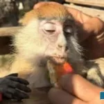 Gaza-Animal-Rights-Claims-Daro-Now-you-say-somethin
