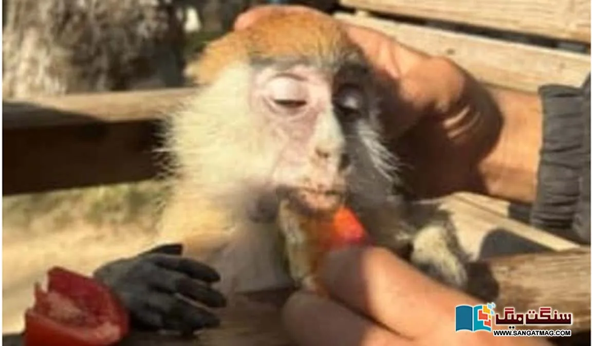 Gaza-Animal-Rights-Claims-Daro-Now-you-say-somethin