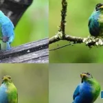 Rare-half-male-half-female-bird-preserved-in-camera-eye-j