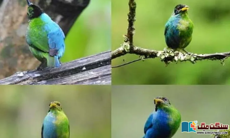 Rare-half-male-half-female-bird-preserved-in-camera-eye-j
