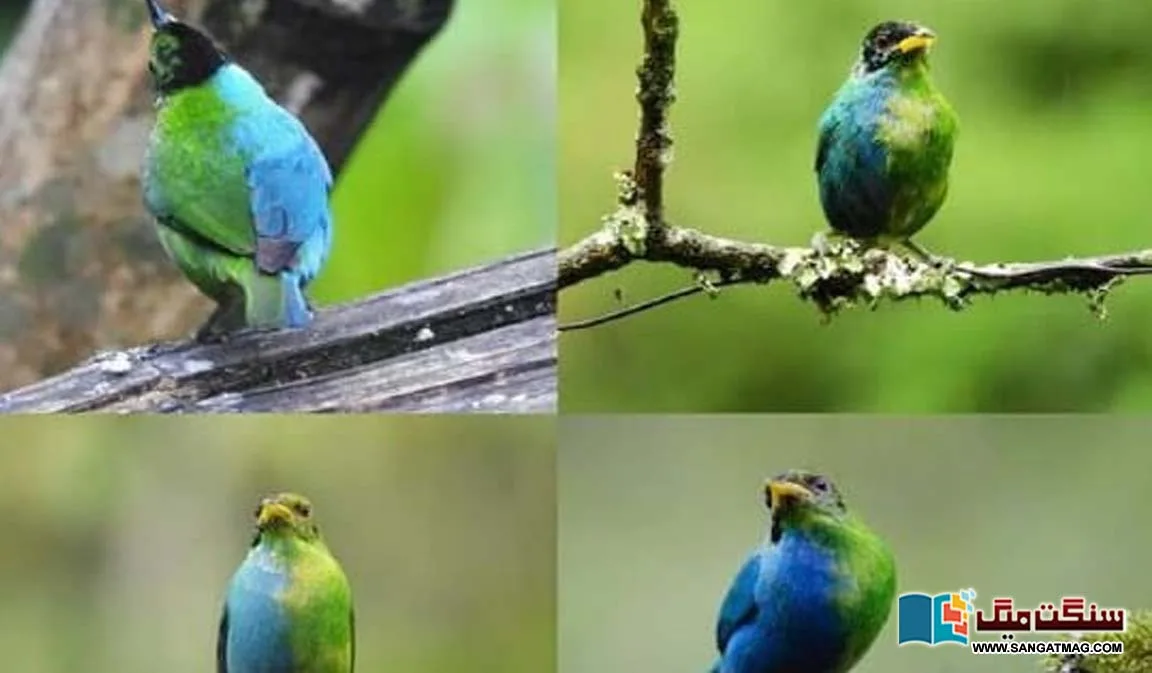 Rare-half-male-half-female-bird-preserved-in-camera-eye-j