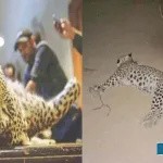 The-matter-of-the-leopard-killed-in-Kherthar-National-Park.-The-body-will-be-embalmed