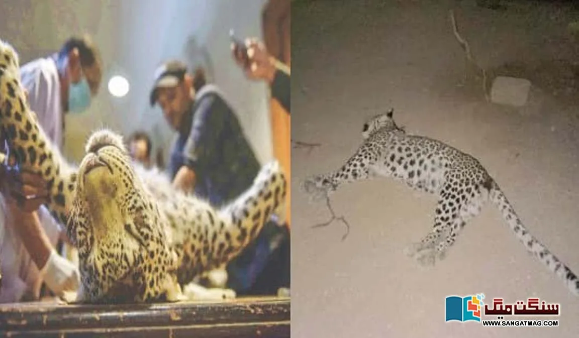The-matter-of-the-leopard-killed-in-Kherthar-National-Park.-The-body-will-be-embalmed
