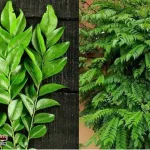 Weight-loss-hair-growth-including-cancer-prevention.-A-key-address-with-countless-invaluable-benefits