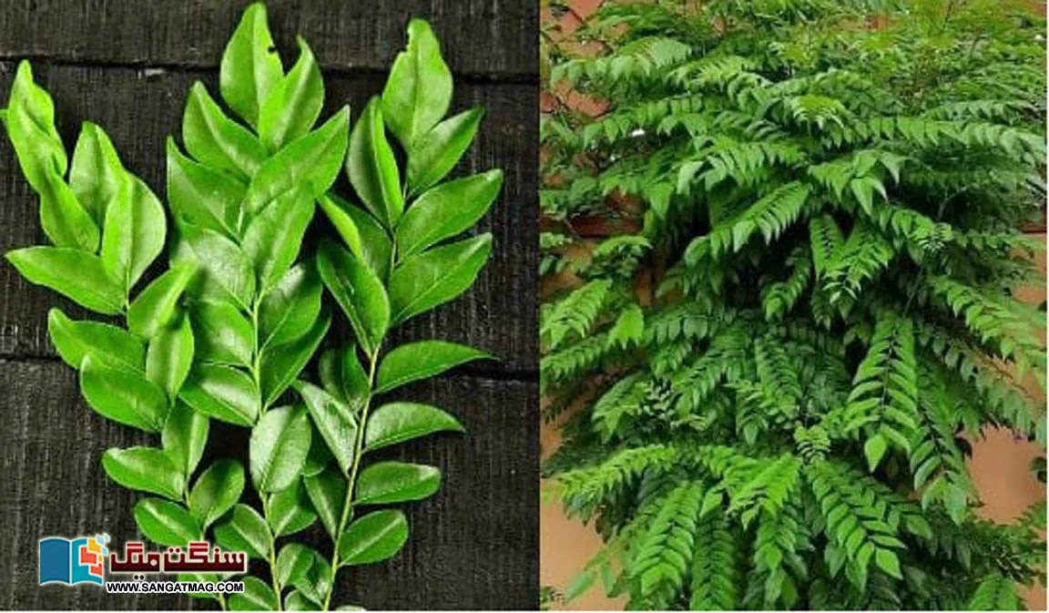 Weight-loss-hair-growth-including-cancer-prevention.-A-key-address-with-countless-invaluable-benefits