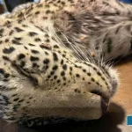 Where-did-the-leopard-come-to-Khirthur-