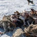 In-Mongolia-severe-cold-caused-havoc-one-million-cattle-died