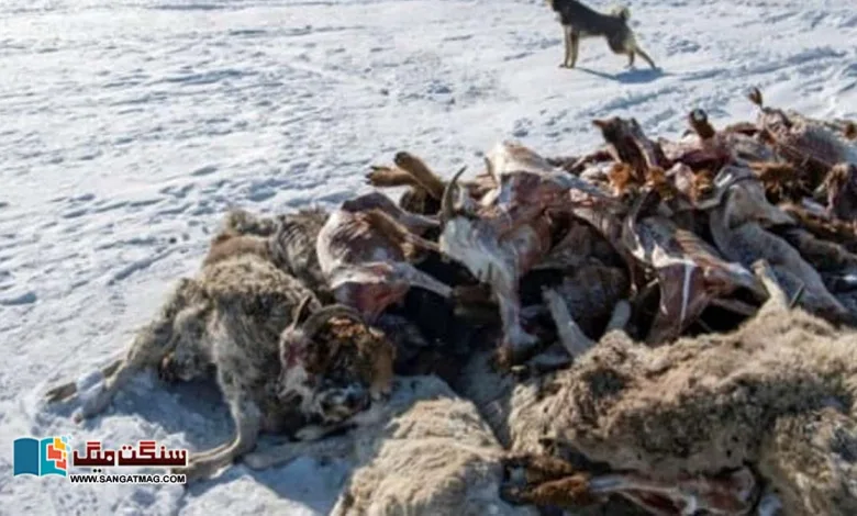 In-Mongolia-severe-cold-caused-havoc-one-million-cattle-died