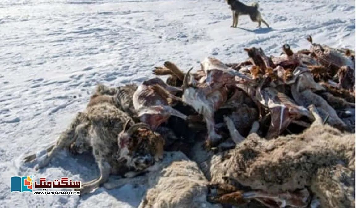 In-Mongolia-severe-cold-caused-havoc-one-million-cattle-died