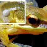 India-A-mushroom-grew-on-the-skin-of-a-frog.-A-surprising-discovery