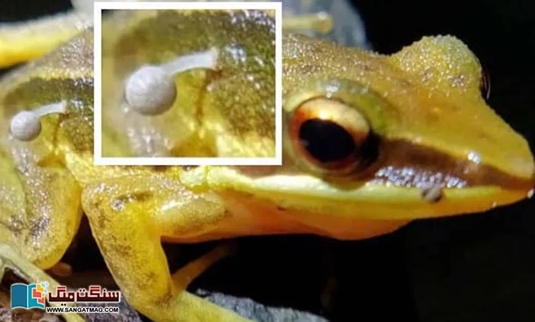 India-A-mushroom-grew-on-the-skin-of-a-frog.-A-surprising-discovery