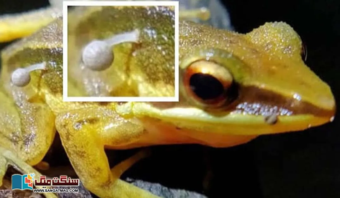 India-A-mushroom-grew-on-the-skin-of-a-frog.-A-surprising-discovery