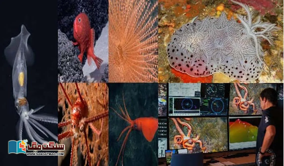 The-experts-who-landed-in-the-sea-drowned-in-the-sea-of-surprise.-Historical-discovery-of-more-than-a-hundred-new-aquatic-life-in-the-sea-of-Chile